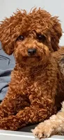 akc 7 lbs Dark Red MERLOT, a female Poodle - Toy  for sale in Ocala, FL – 1 of 4