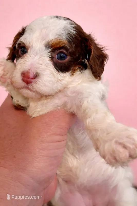 Micro mini , Godiva – Miniature Bernedoodle puppy for sale in Ocala, FL