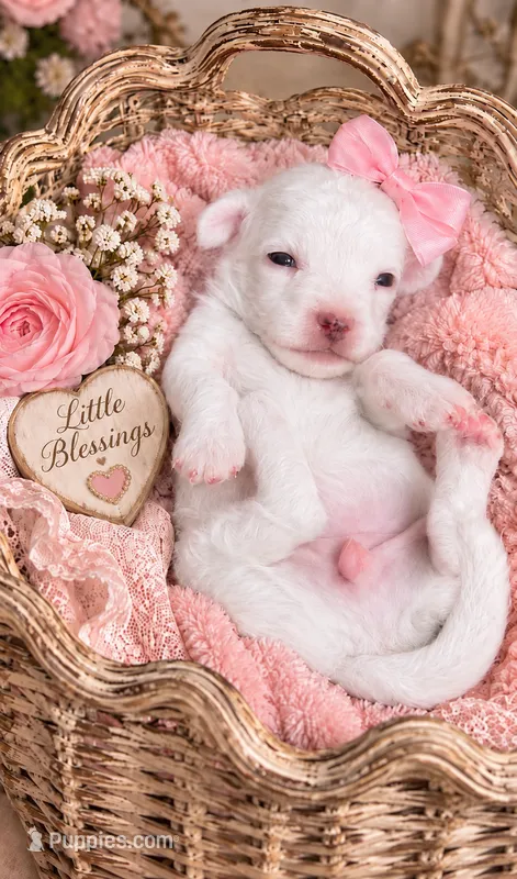 5.5 lbs -7 lbs Pearl  – Poodle - Toy  puppy on hold in Ocala, FL