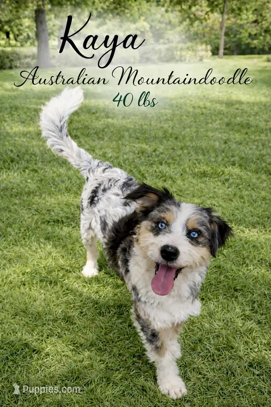 Australian mountain doodle – Miniature Australian Shepherd, Bernedoodle puppy for sale in Ocala, FL