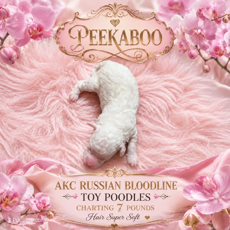 AKC peekaboo – Poodle - Toy  puppy for sale in Ocala, FL
