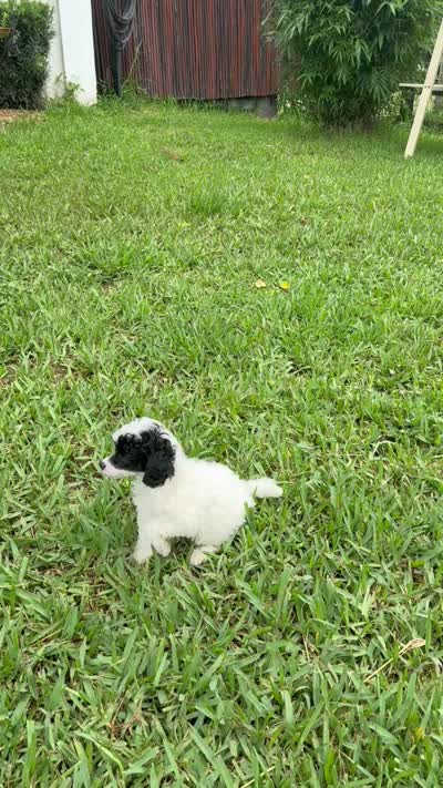 Dottie Russian blood lines 7 lbs , a female Poodle - Toy  for sale in Ocala, FL – 10 of 10