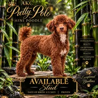 AKC Pretty Polo ~ kyky Atat 👈🏼 CLEAR , a male Poodle - Miniature  for sale in Ocala, FL – 1 of 5