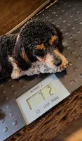 Akc ~7 lbs Panda 🐼 Embark tested, a male Poodle - Toy  for sale in Ocala, FL – 3 of 8