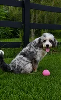 Electric , a female Miniature Bernedoodle for sale in Ocala, FL – 4 of 6