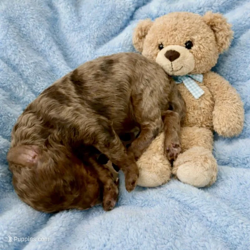 Micro mini Bear 🐻  – Miniature Bernedoodle puppy for sale in Ocala, FL