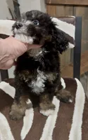 Micro mini , a female Miniature Bernedoodle for sale in Ocala, FL – 2 of 2