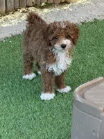 Micro mini 12-15 lbs , a female Miniature Bernedoodle for sale in Ocala, FL – 2 of 2