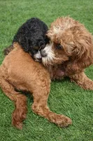 processed/6fdb7c83-c53a-407f-9b41-c27a9694ad86/listing/ac5a76cf-2663-4cba-87ed-5f29dc2947b0/edae8549-cf09-4701-8a4c-05244706b880