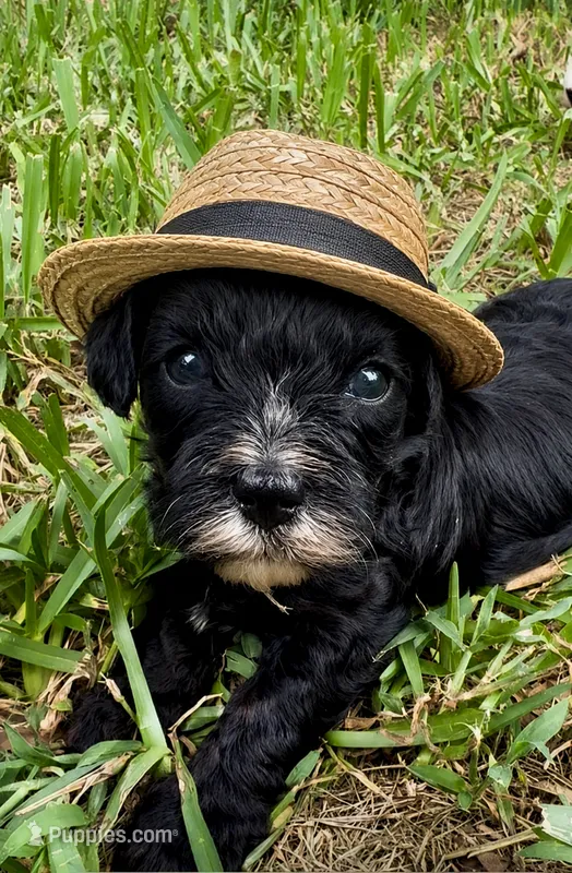 Munchkin  – Miniature Bernedoodle puppy for sale in Ocala, FL