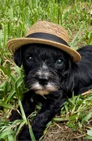 Munchkin ♥️ Baby Shark 🦈 , a male Miniature Bernedoodle for sale in Ocala, FL – 7 of 8