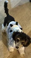 AKC panda, a male Poodle - Miniature  for sale in Ocala, FL – 2 of 3