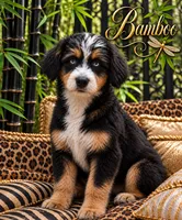 Blue, a male Miniature Bernedoodle for sale in Ocala, FL – 3 of 4