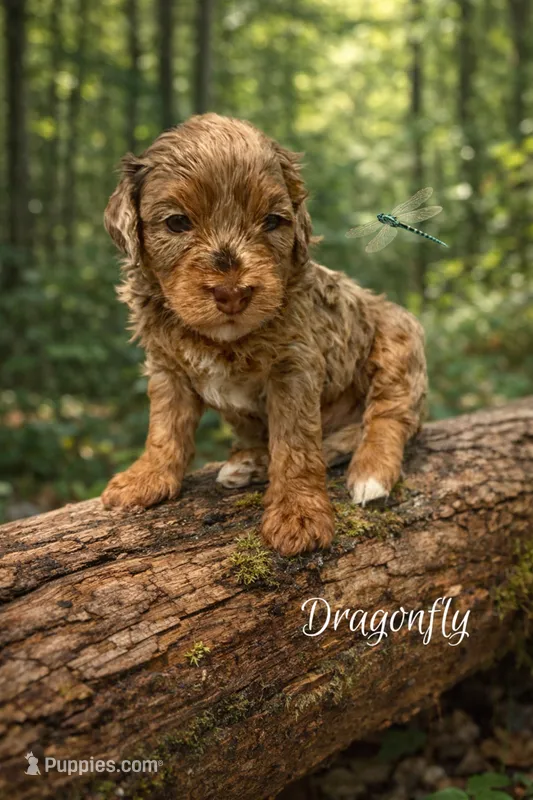 Micro mini- Dragonfly