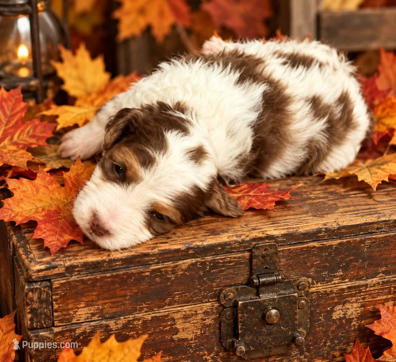 toy/mini  9-14lbs  – Miniature Bernedoodle puppy for sale in Ocala, FL