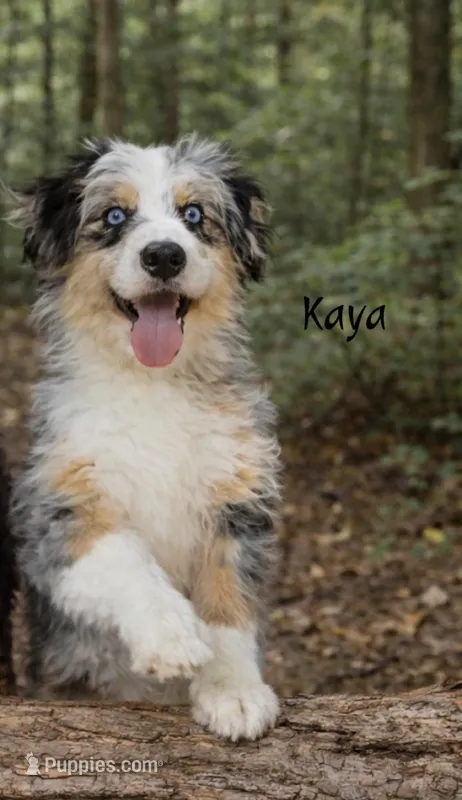 Kaya – Aussiedoodle, Miniature Bernedoodle puppy for sale in Ocala, FL