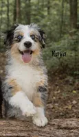 Kaya, a female Aussiedoodle and Miniature Bernedoodle for sale in Ocala, FL – 1 of 3