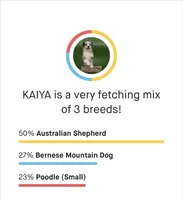Kaya, a female Aussiedoodle and Miniature Bernedoodle for sale in Ocala, FL – 2 of 3
