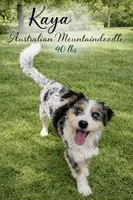 Kaya, a female Aussiedoodle and Miniature Bernedoodle for sale in Ocala, FL – 3 of 3