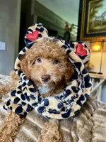 Micro mini, a male Miniature Bernedoodle for sale in Ocala, FL – 5 of 5