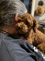 akc 7 lbs Dark Red MERLOT, a female Poodle - Toy  for sale in Ocala, FL – 4 of 4