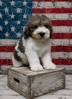 Micro Mini 9-14 lbs, a male Miniature Bernedoodle for sale in Ocala, FL – 3 of 3