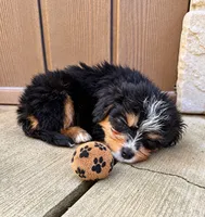 Bety, a female Miniature Bernedoodle for sale in Ocala, FL – 2 of 2