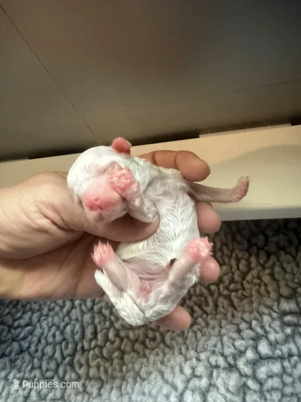 toy goldendoodle 6-8 lbs