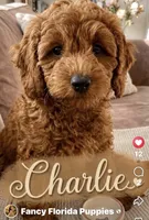 Dark red ✈️ included , a male Poodle - Toy  for sale in Ocala, FL – 1 of 1