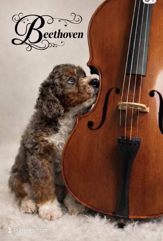 Micro mini – Miniature Bernedoodle puppy for sale in Ocala, FL