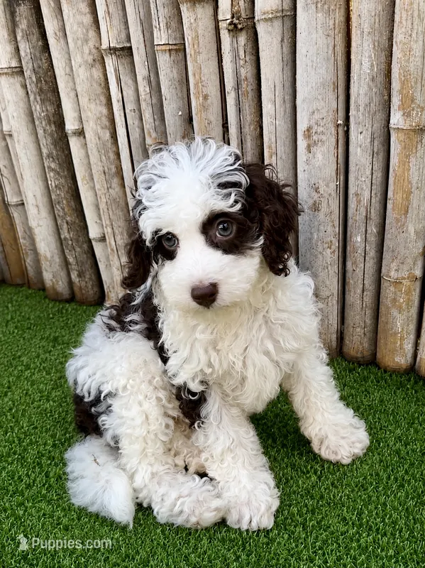Micro mini mocha , a female Miniature Bernedoodle for sale in Ocala, FL – 1 of 2