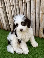 Micro mini mocha , a female Miniature Bernedoodle for sale in Ocala, FL – 1 of 2