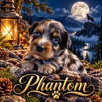 Phantom, a male Miniature Bernedoodle for sale in Ocala, FL – 2 of 3