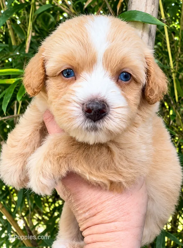 Webster 💙💙 2 blue eyes  – Miniature Bernedoodle puppy for sale in Ocala, FL