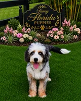 Electric , a female Miniature Bernedoodle for sale in Ocala, FL – 1 of 6