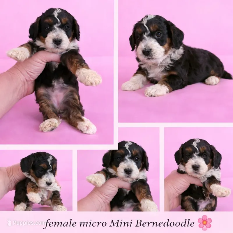Micro mini – Miniature Bernedoodle puppy for sale in Ocala, FL