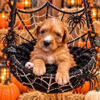Boo 👻 , a male Miniature Bernedoodle for sale in Ocala, FL – 1 of 2