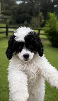 Dottie Russian blood lines 7 lbs , a female Poodle - Toy  for sale in Ocala, FL – 7 of 10