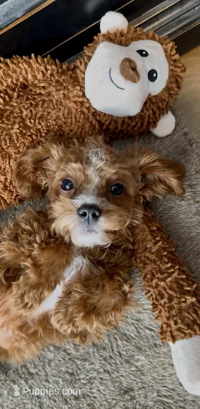 Red Curry 5.5 lbs  – Cavapoo puppy for sale in Ocala, FL