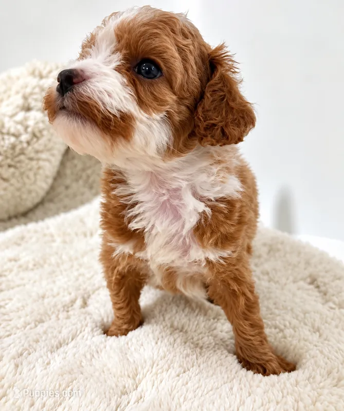 Opal – Poodle - Toy  puppy for sale in Ocala, FL