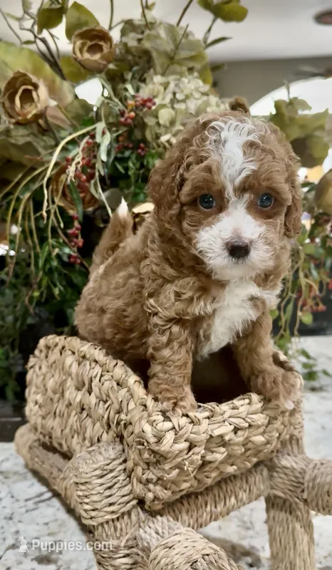 Spice – Poodle - Toy  puppy for sale in Ocala, FL