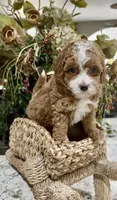 Spice, a female Poodle - Toy  for sale in Ocala, FL – 1 of 2