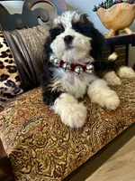 Breeding Pair, a male Miniature Bernedoodle for sale in Ocala, FL – 4 of 6