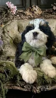 Breeding Pair, a male Miniature Bernedoodle for sale in Ocala, FL – 2 of 6