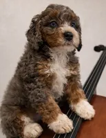 Micro mini, a male Miniature Bernedoodle for sale in Ocala, FL – 2 of 2