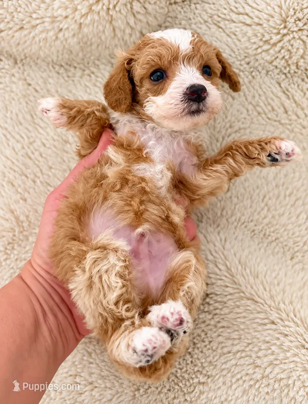 6-7 lbs Nugget  – Poodle - Toy  puppy for sale in Ocala, FL