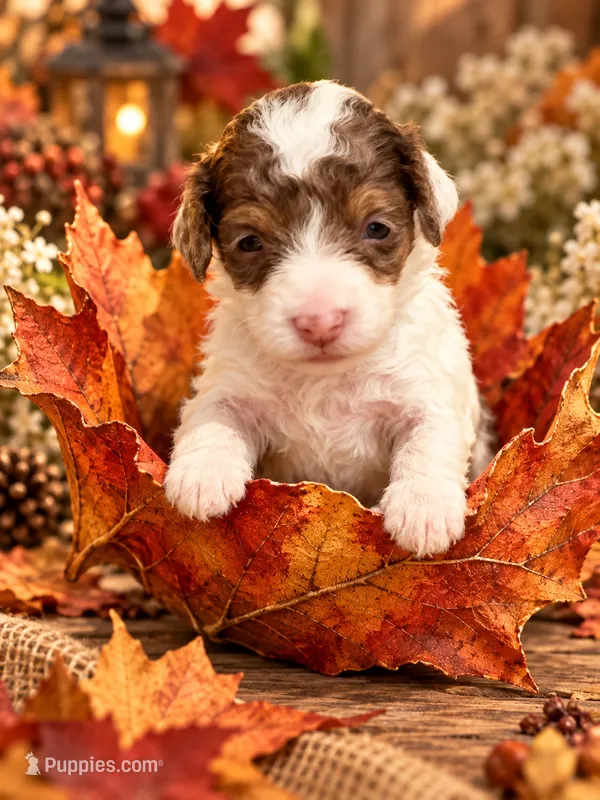 TOY / MINI 9-14 LBS  – Miniature Bernedoodle puppy for sale in Ocala, FL