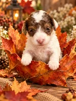 TOY / MINI 9-14 LBS , a female Miniature Bernedoodle for sale in Ocala, FL – 1 of 1