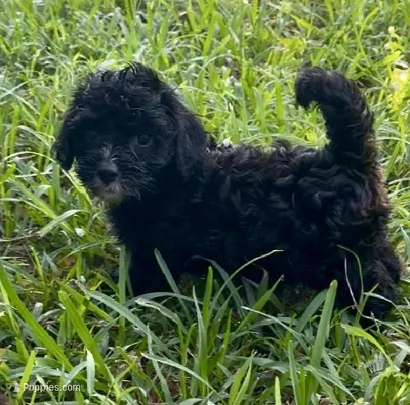 Munchkin ♥️ Baby Shark 🦈  – Miniature Bernedoodle puppy for sale in Ocala, FL