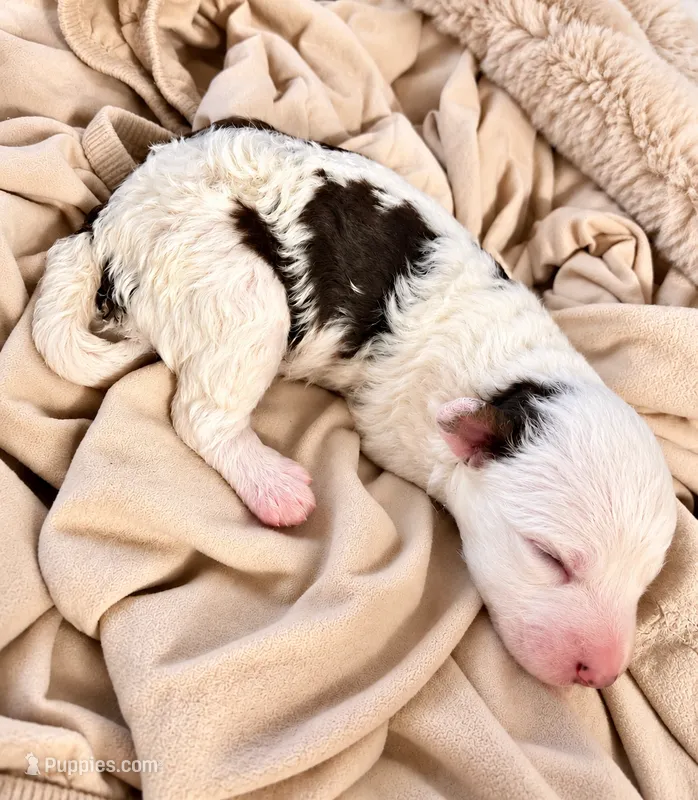 Micro choc tri parti – Miniature Bernedoodle puppy for sale in Ocala, FL